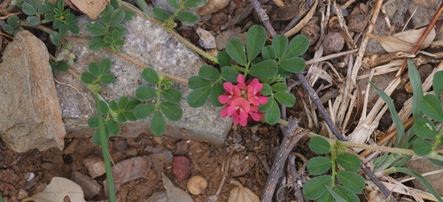 Indigofera linnaei observed 2026-10-10