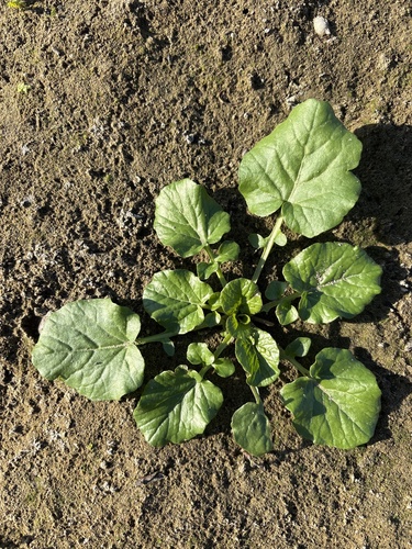 Barbarea vulgaris, 2026-10-12