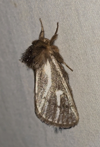 Bag-shelter Moth