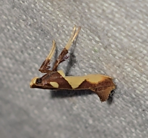 Caloptilia xanthopharella