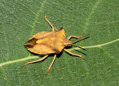 Carpocoris fuscispinus