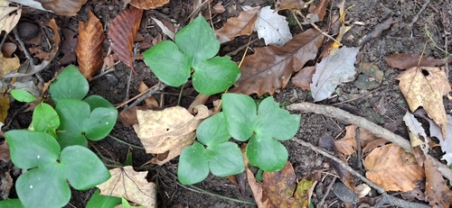 sharp-lobed hepatica