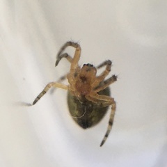 Araneus diadematus