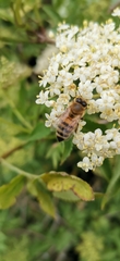Apis mellifera