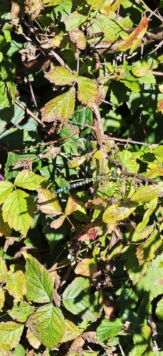 Southern Hawker