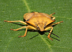 Carpocoris fuscispinus
