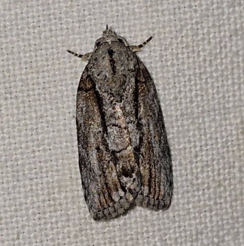 Etanna clopaea