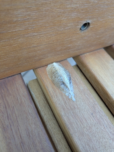 European Mantis