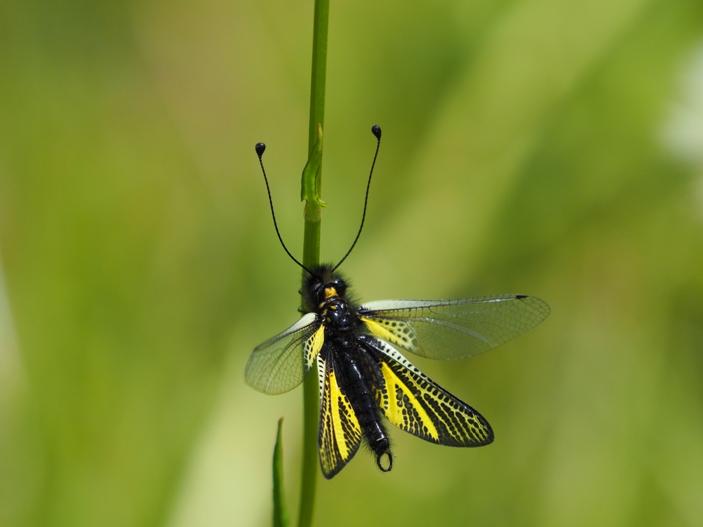 Libelloides ramburi