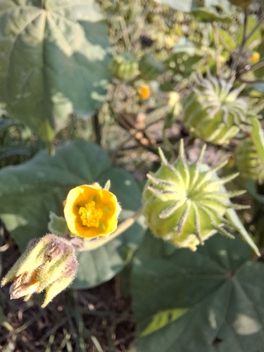 velvetleaf