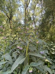 Symphytum officinale