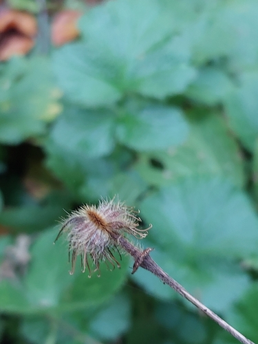 Water Avens