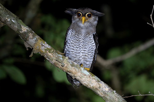 Bubo sumatranus, 2026-10-10