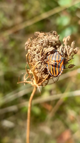 Continental Striped Shield Bug