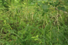 Glyceria arundinacea