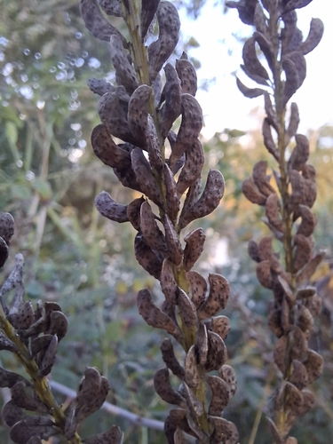 false indigo bush