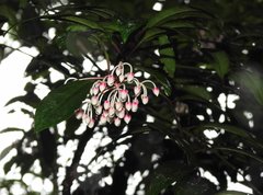 Ardisia hanceana