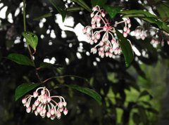 Ardisia hanceana