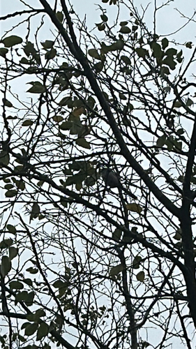 Long-tailed Tit