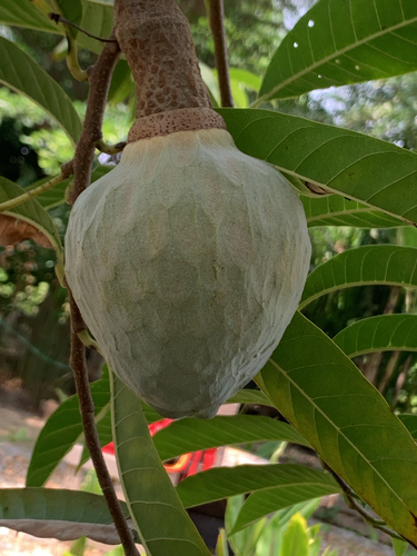 Annona reticulata observed 2026-10-12