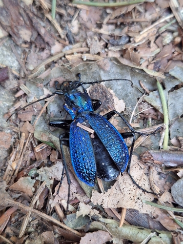 Blue Ground Beetle