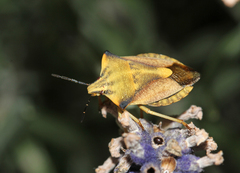 Carpocoris fuscispinus