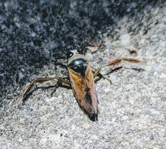 Notonecta maculata