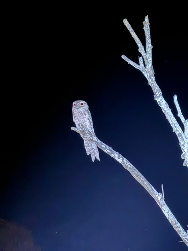 Podargus papuensis observed 2026-10-12