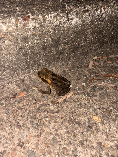 Cane Toad