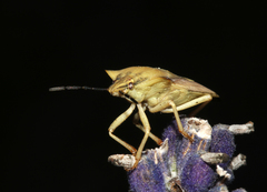 Carpocoris fuscispinus