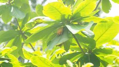 Myotis formosus flavus