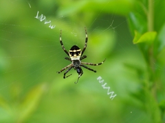 Argiope boesenbergi