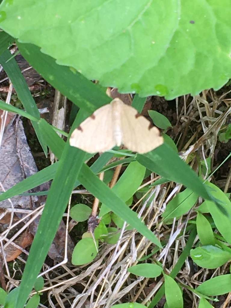 Three-spotted Fillip from Rockburn Branch Park, Elkridge, MD, US on May ...