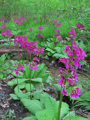 Primula japonica