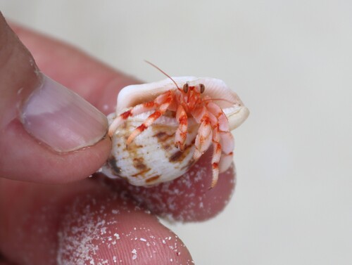Coenobita perlatus observed 2026-10-12