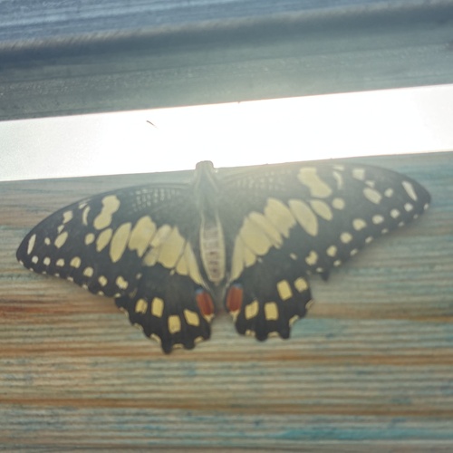 Chequered Swallowtail
