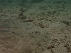Longtail Butterfly Ray photo 2