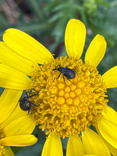 Strawberry blossom weevil