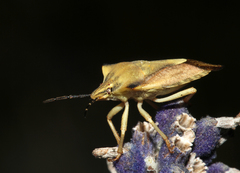 Carpocoris fuscispinus