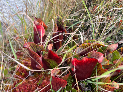 purple pitcher plant
