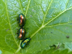 Oreina speciosa