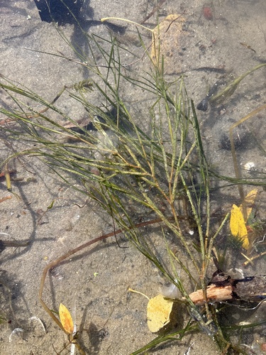 Stuckenia pectinata observed 2026-10-12