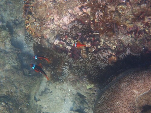 Amphiprion frenatus observed 2026-10-10