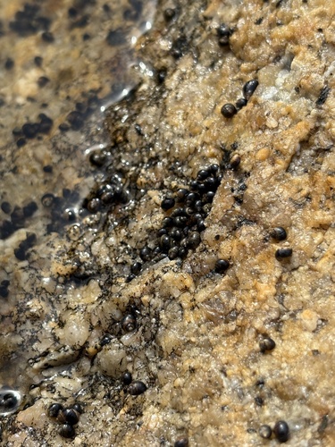 Afrolittorina knysnaensis observed 2026-10-12