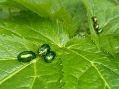Oreina speciosa