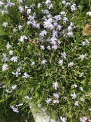 Phlox subulata