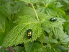 Oreina speciosa