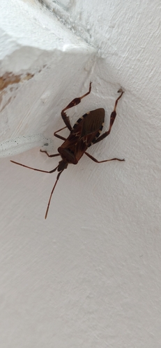 Western Conifer Seed Bug