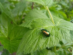 Oreina speciosa