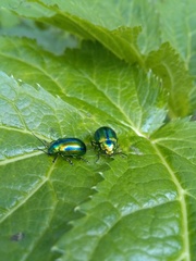 Oreina speciosa